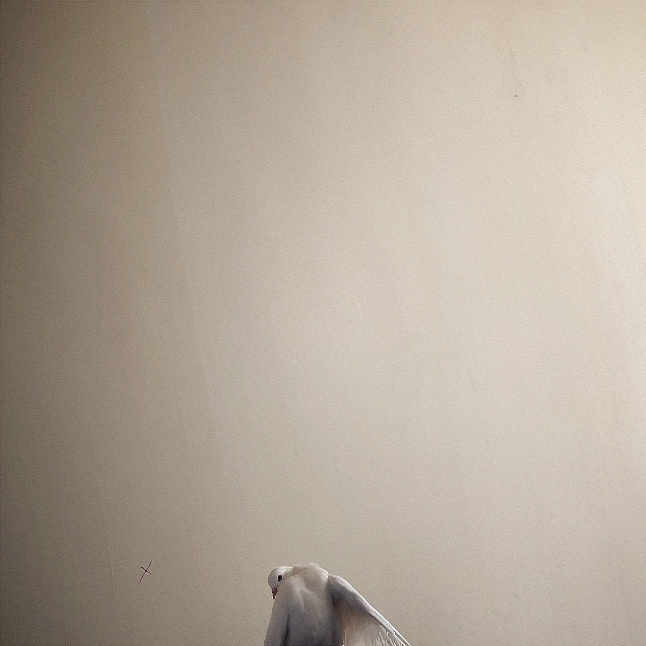 Мак Сима Мгла - В шуме городских аккордов Мак Сима Мгла - В шуме городских аккордов