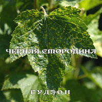 ГУДЗОН - Чёрная смородина ГУДЗОН - Чёрная смородина