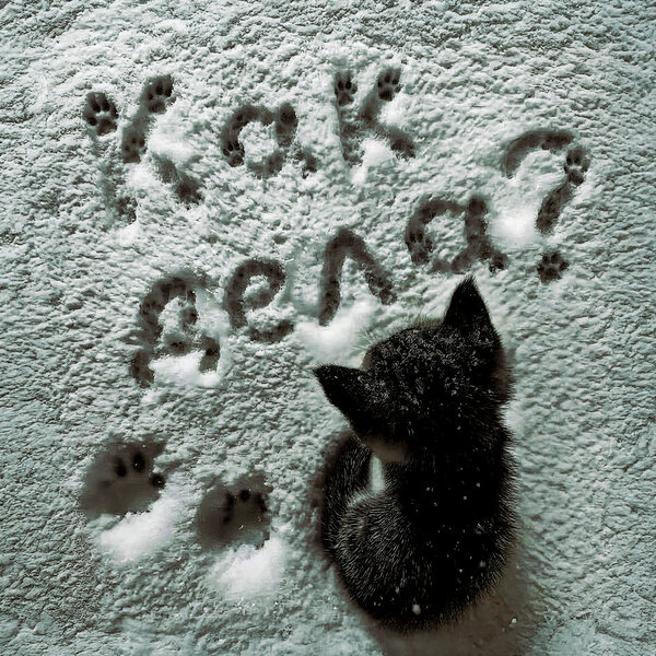 whyspurky - Как дела?